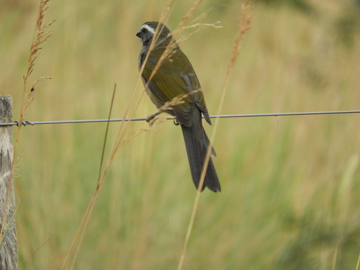 Green-winged Saltator - Silvia Enggist