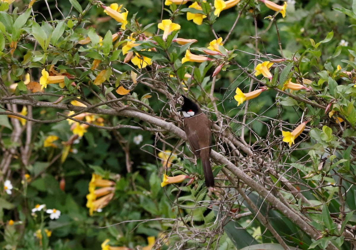 Red-whiskered Bulbul - ML152234711