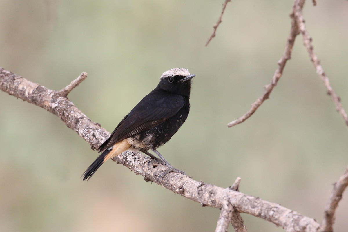 Abyssinian Wheatear - Oscar Campbell