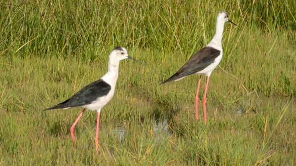 Black-winged Stilt - ML152234941