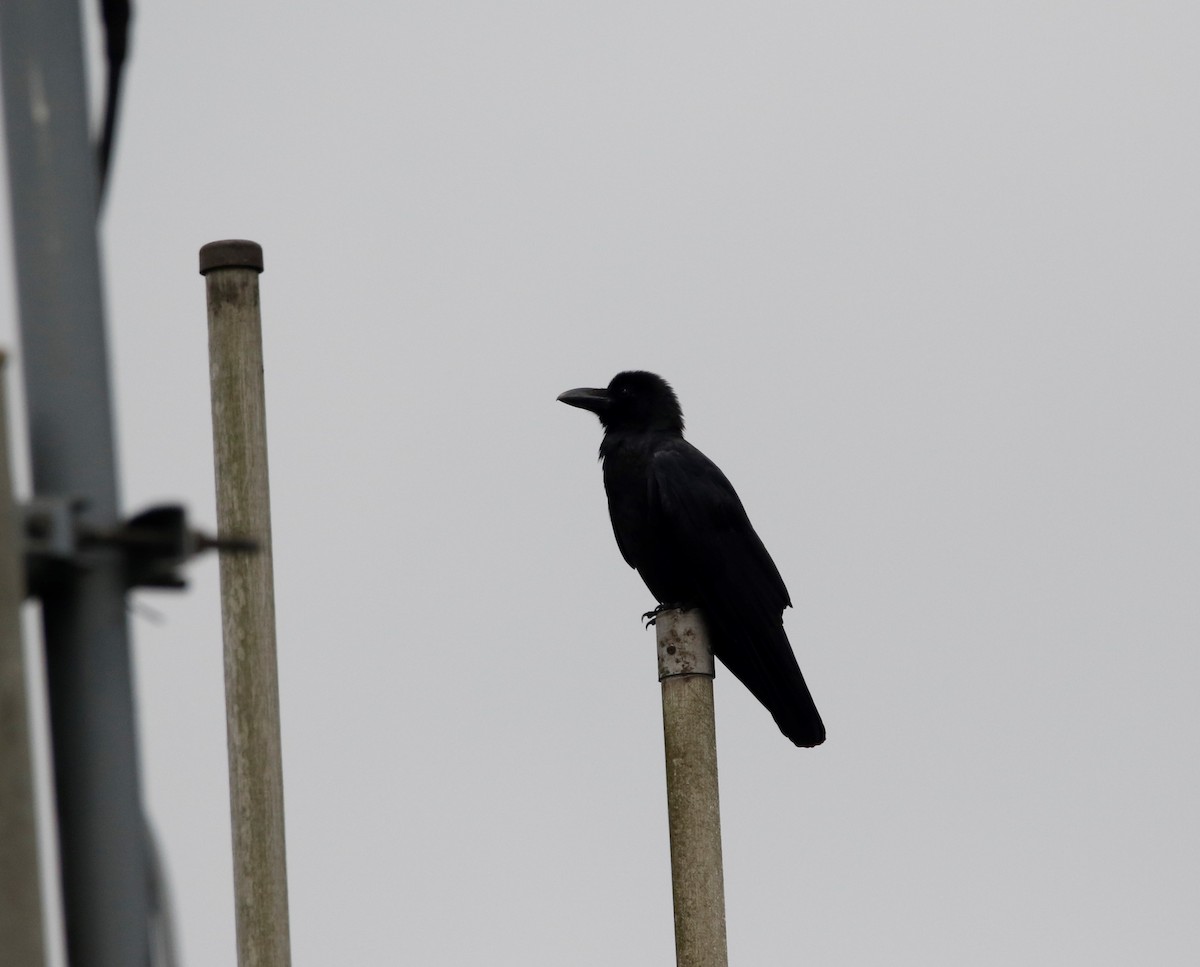 Corbeau à gros bec - ML152235011