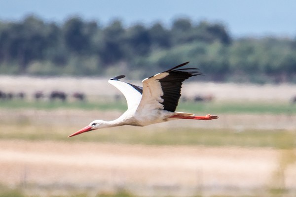 White Stork - ML152235021