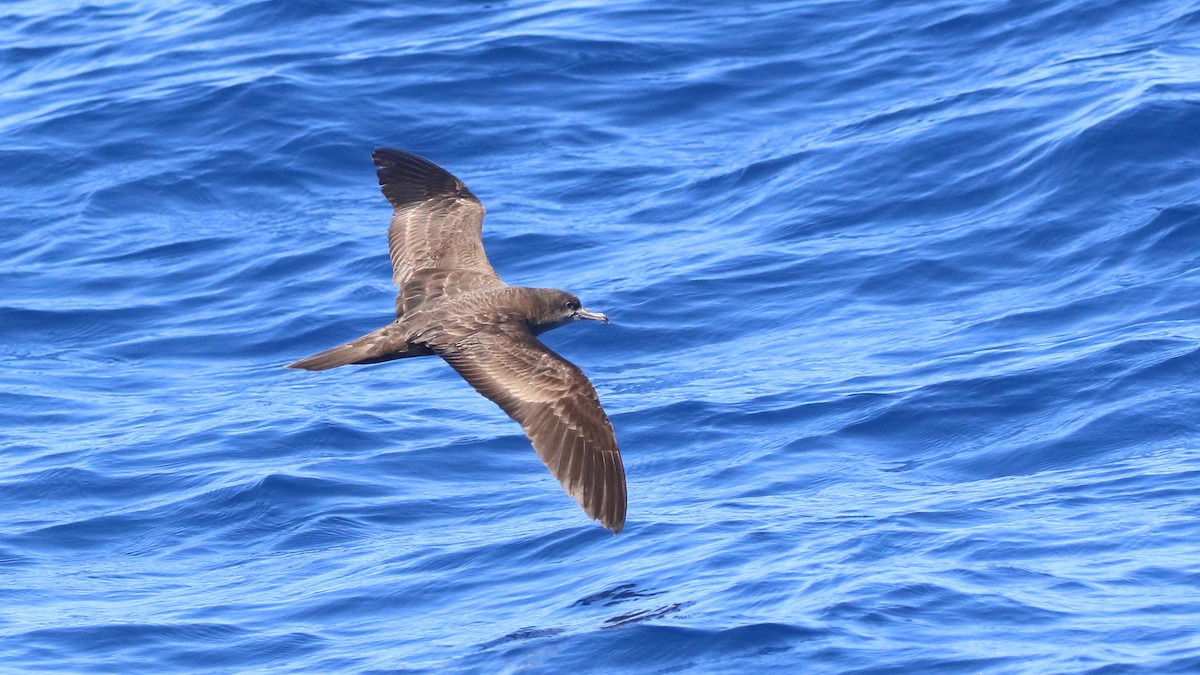 Wedge-tailed Shearwater - Richard Fuller