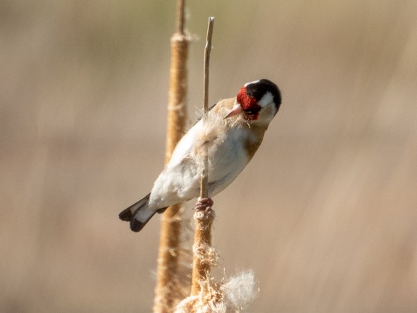 European Goldfinch - ML152235111