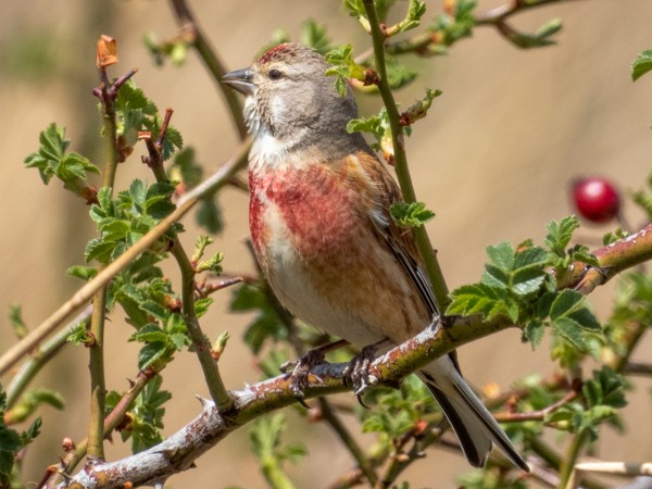 Eurasian Linnet - ML152235131