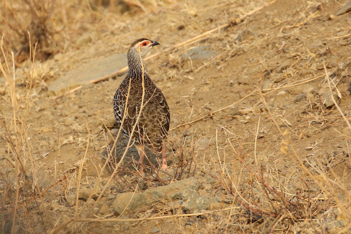 Clapperton's Spurfowl - ML152235151