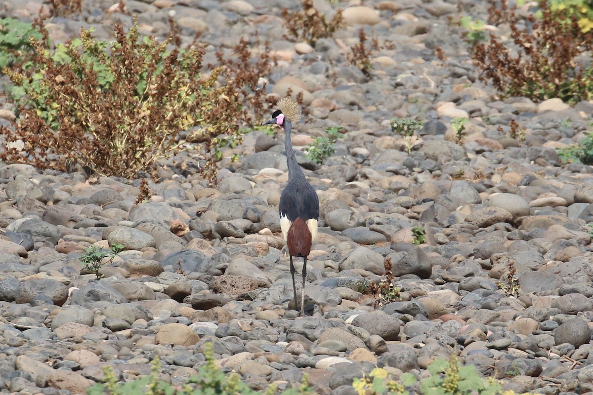 Grulla Coronada Cuellinegra - ML152235671