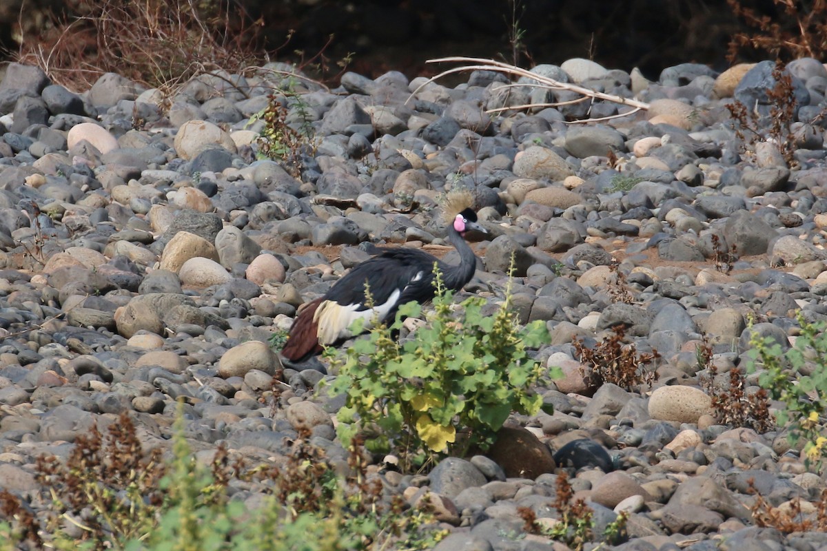 Black Crowned-Crane - ML152235681