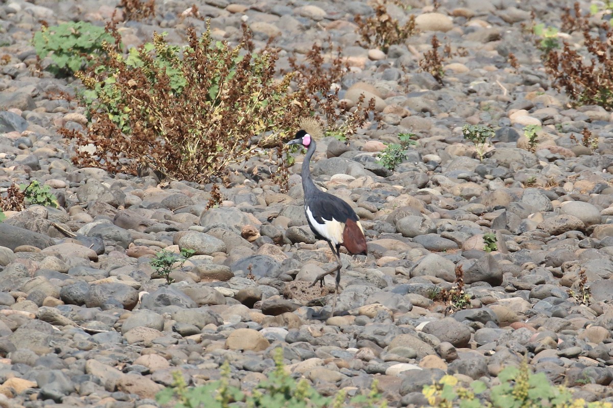 Black Crowned-Crane - ML152235701