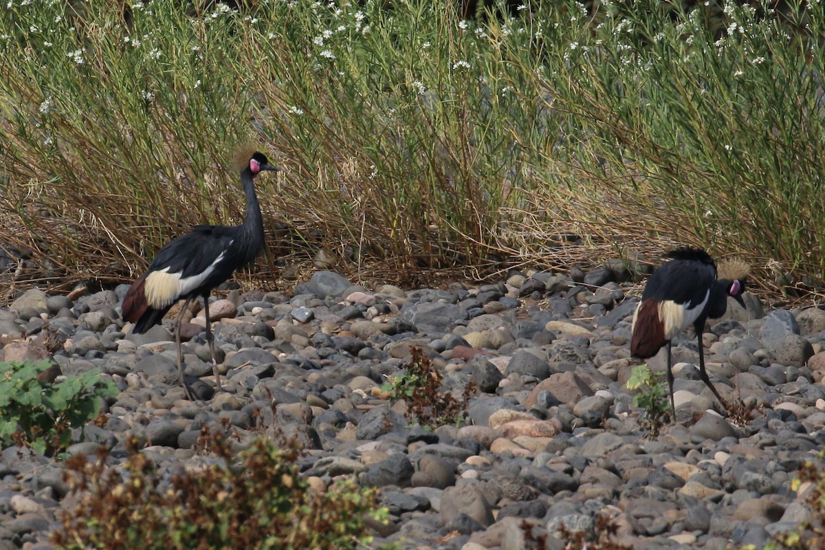 Black Crowned-Crane - ML152235721