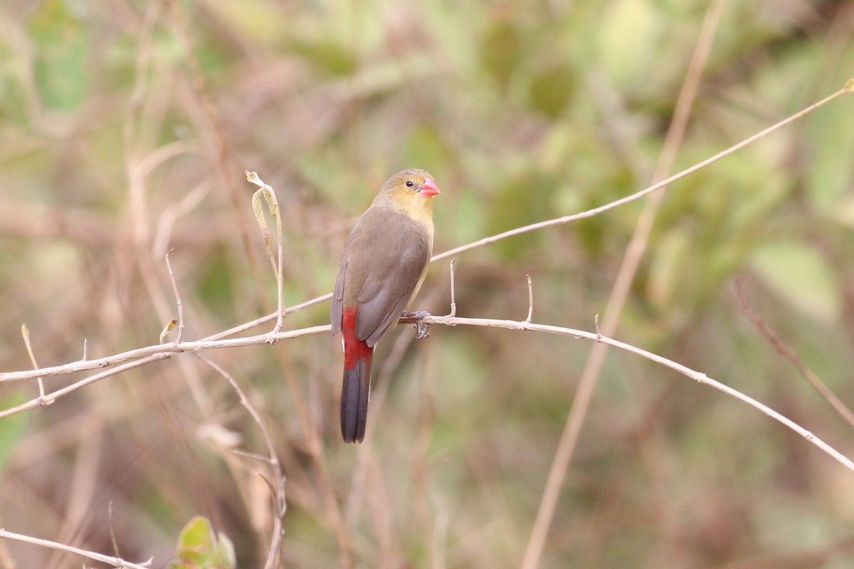 Fawn-breasted Waxbill (Abyssinian) - ML152235791