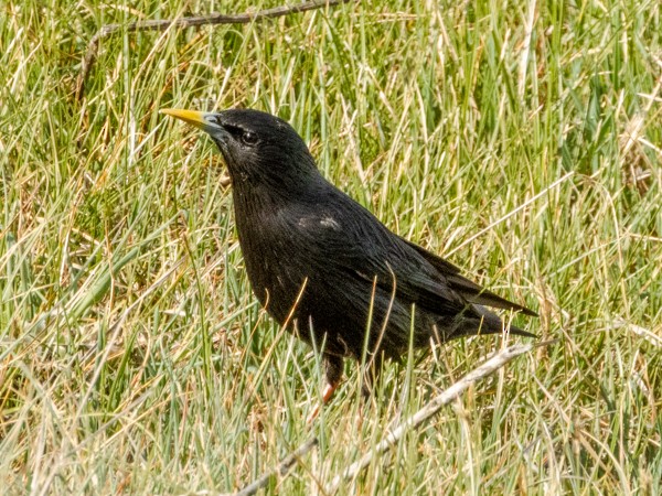 Spotless Starling - ML152236021