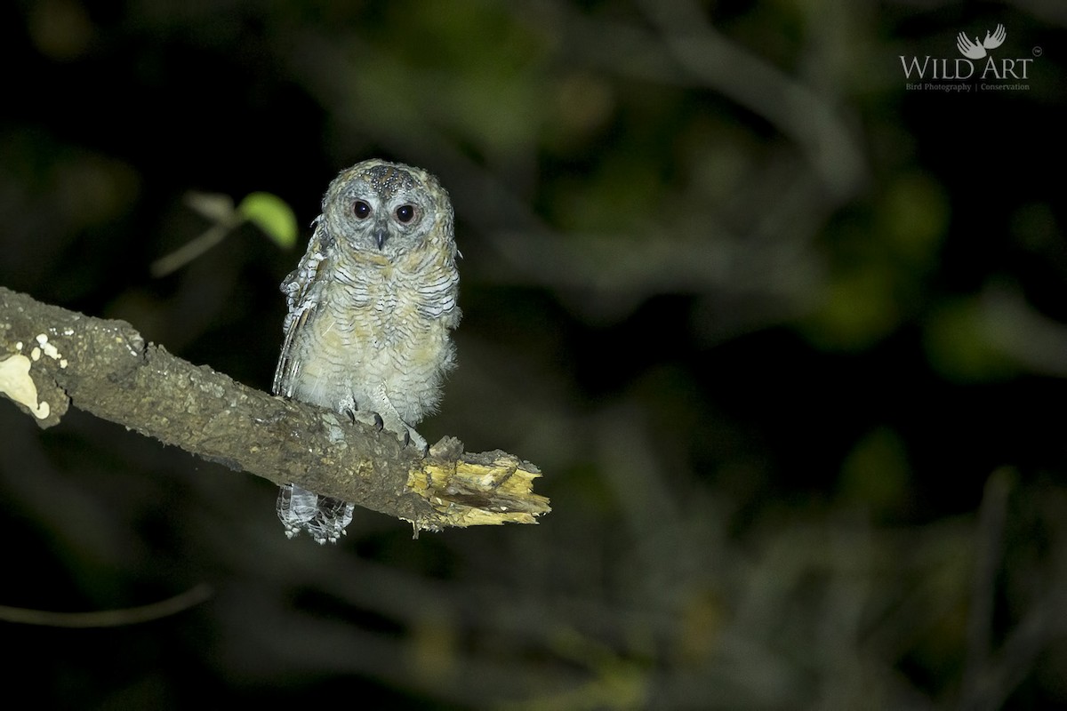 Mottled Wood-Owl - ML152236721
