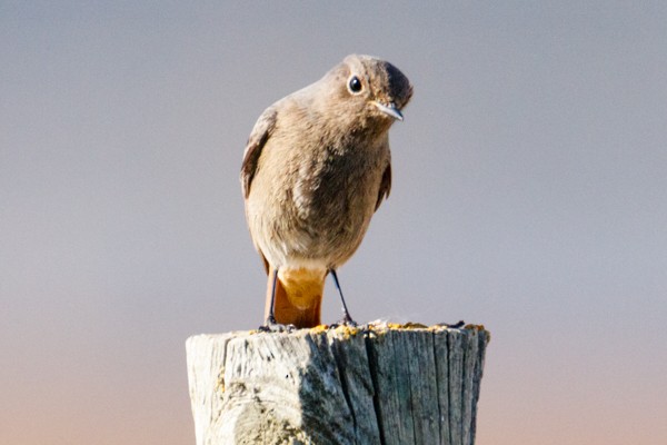 Black Redstart - ML152236761