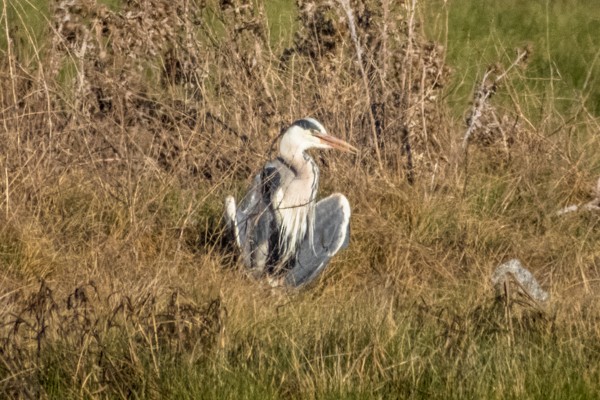 Gray Heron - ML152237031