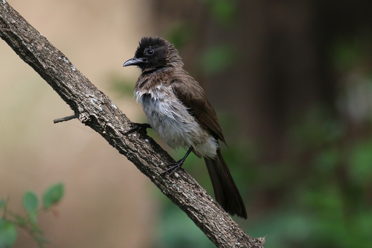 Common Bulbul - ML152238461