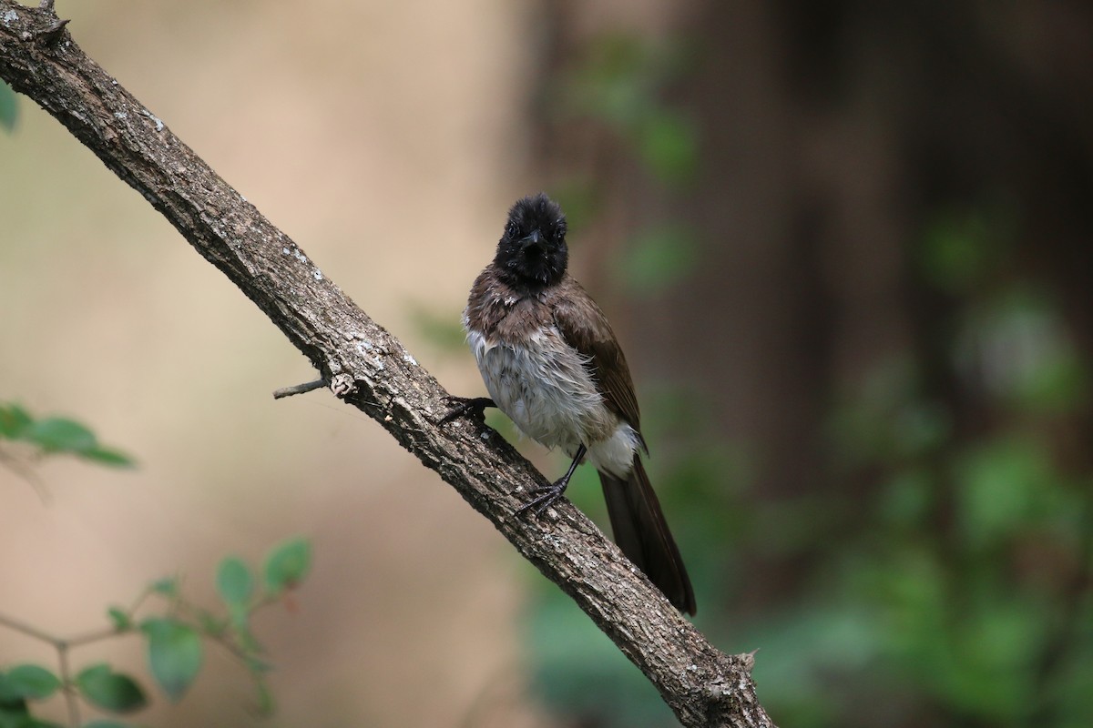 Common Bulbul - ML152238471