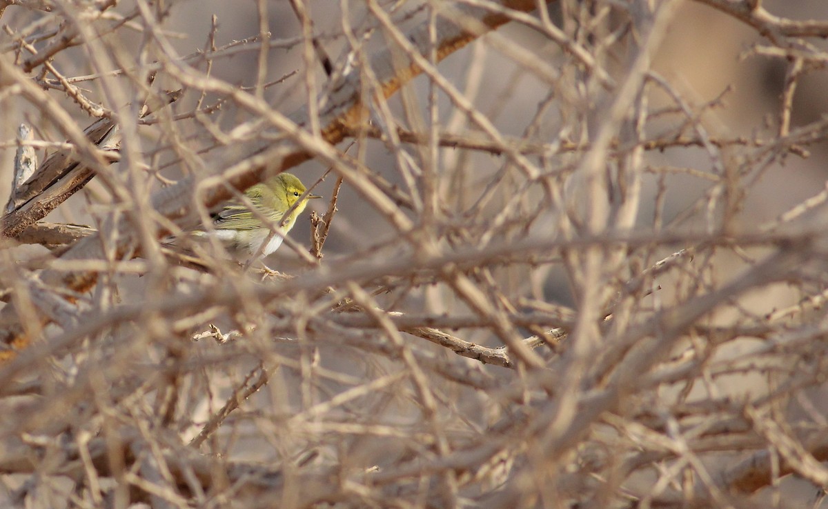 Wood Warbler - ML152238601