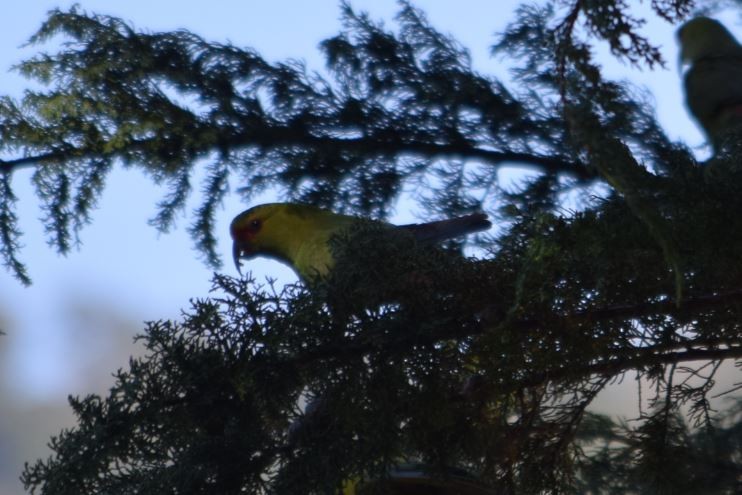 Conure à long bec - ML152239081