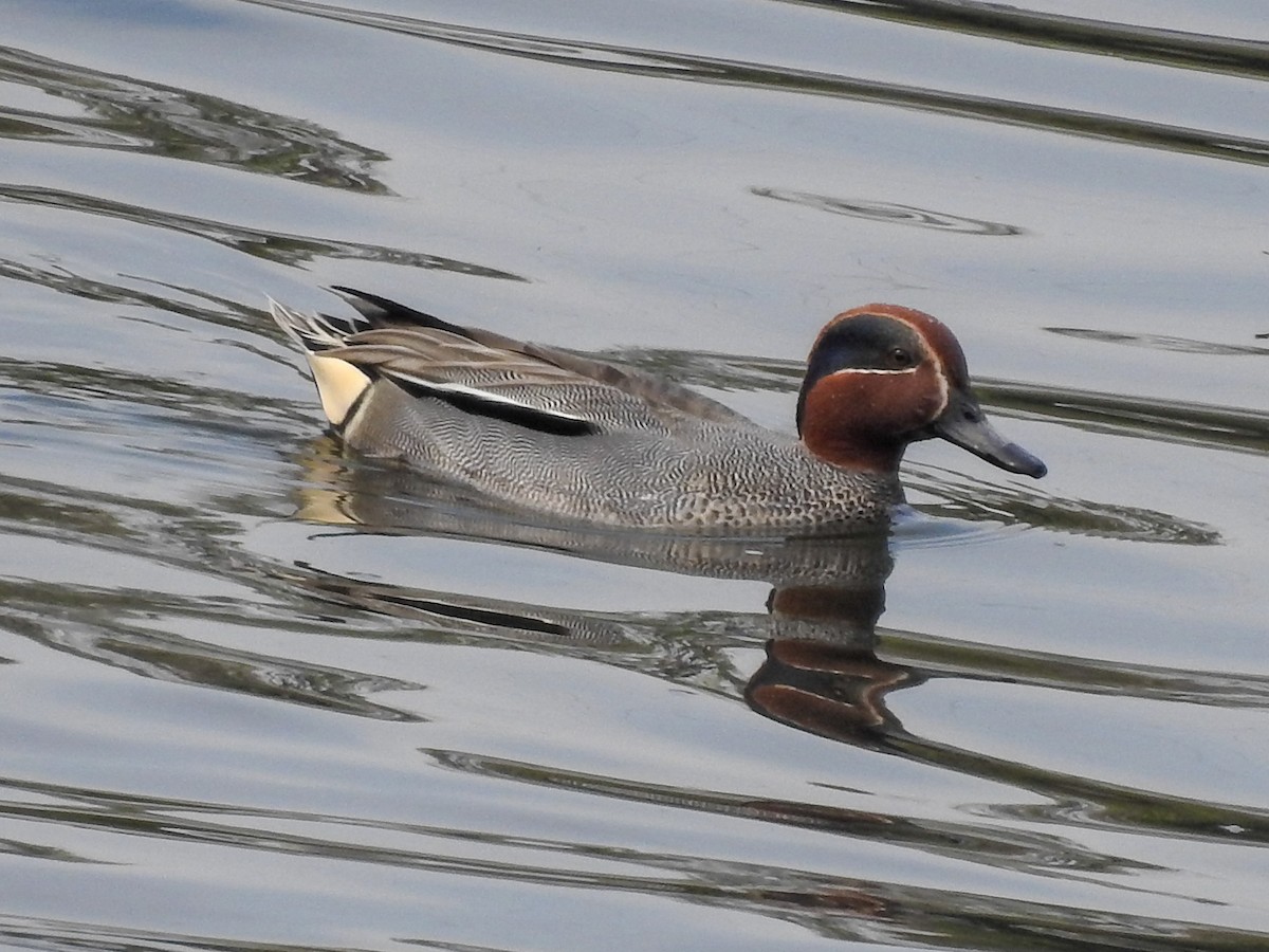 Green-winged Teal (Eurasian) - ML152239151