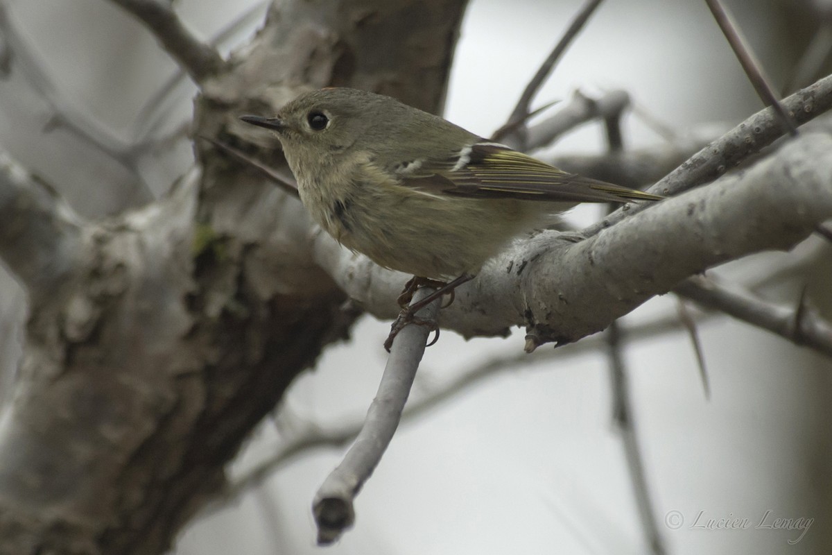 Ruby-crowned Kinglet - ML152239411