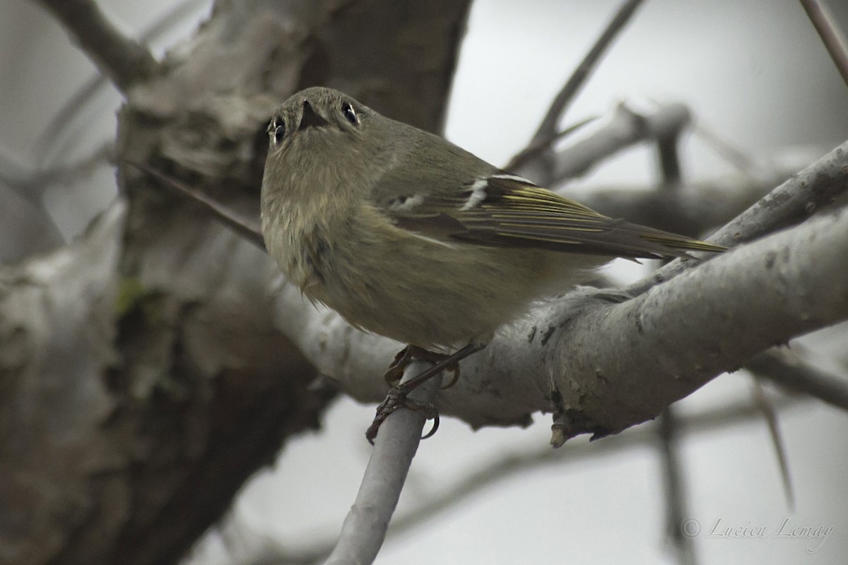 Ruby-crowned Kinglet - ML152239471