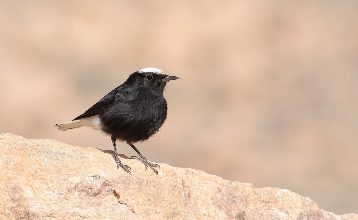 White-crowned Wheatear - Adrien Mauss