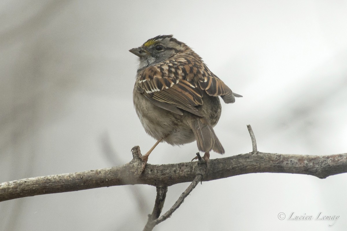 White-throated Sparrow - ML152239851