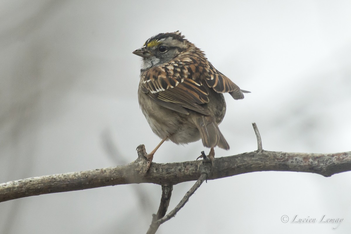 White-throated Sparrow - ML152239891