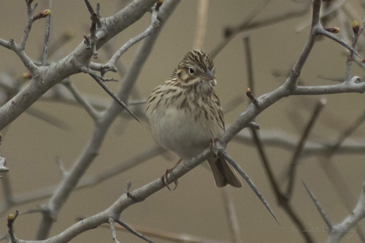 Vesper Sparrow - ML152240281