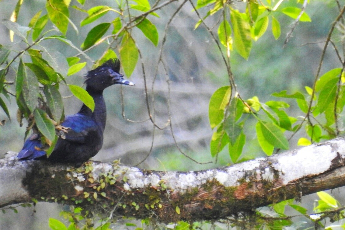 Muscovy Duck - Guiller Mina