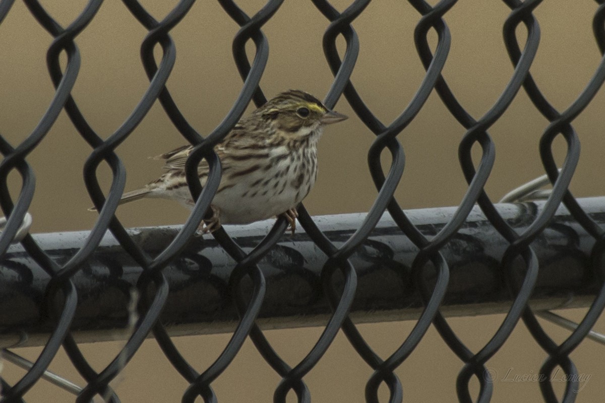 Savannah Sparrow - ML152240451