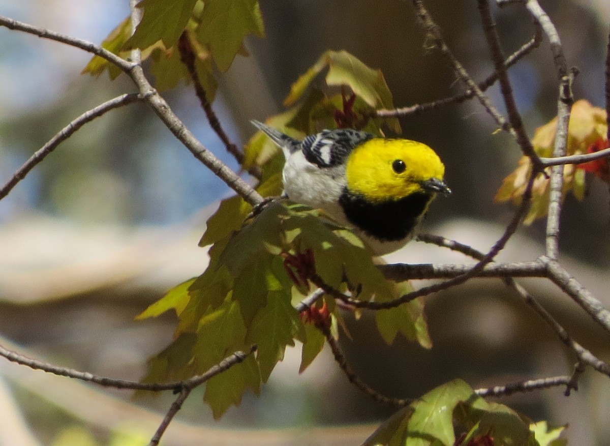 Hermit Warbler - Steve Hosmer