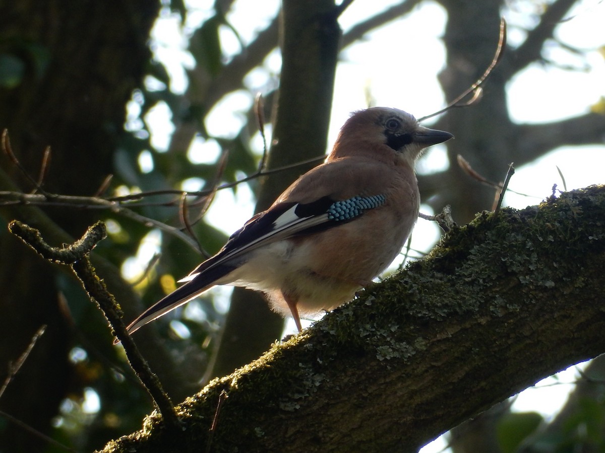 Eurasian Jay - ML152242571