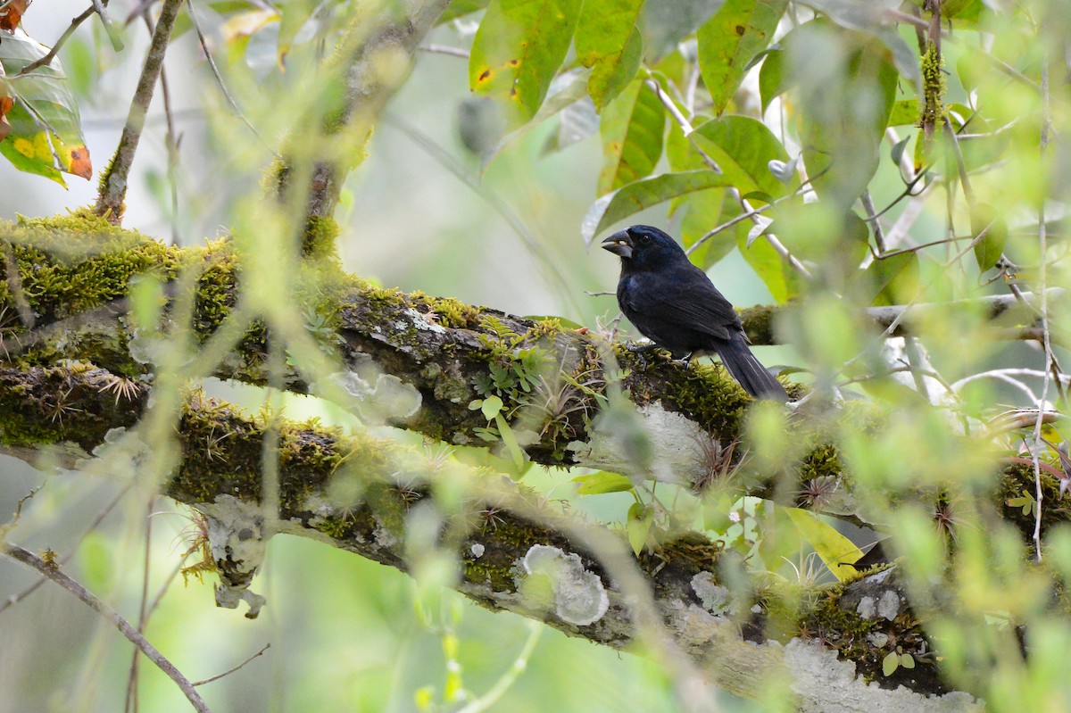 Blue-black Grosbeak - ML152242691