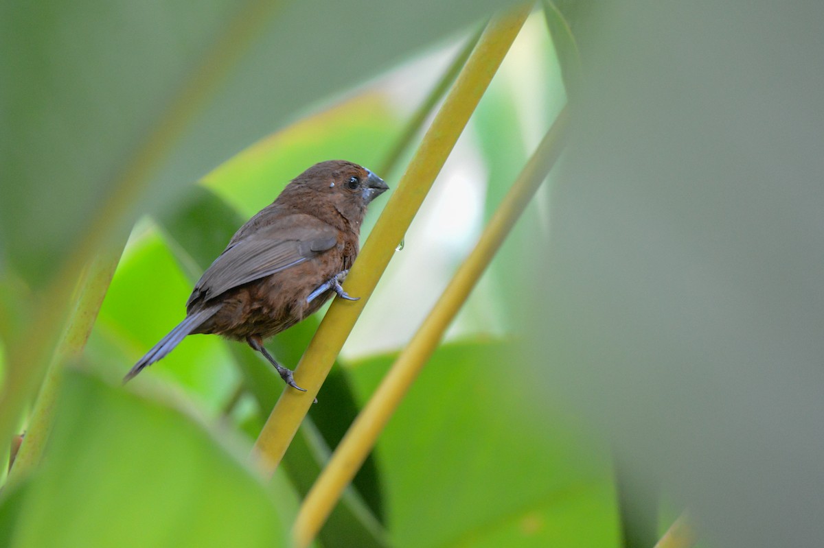 Blue-black Grosbeak - ML152242831