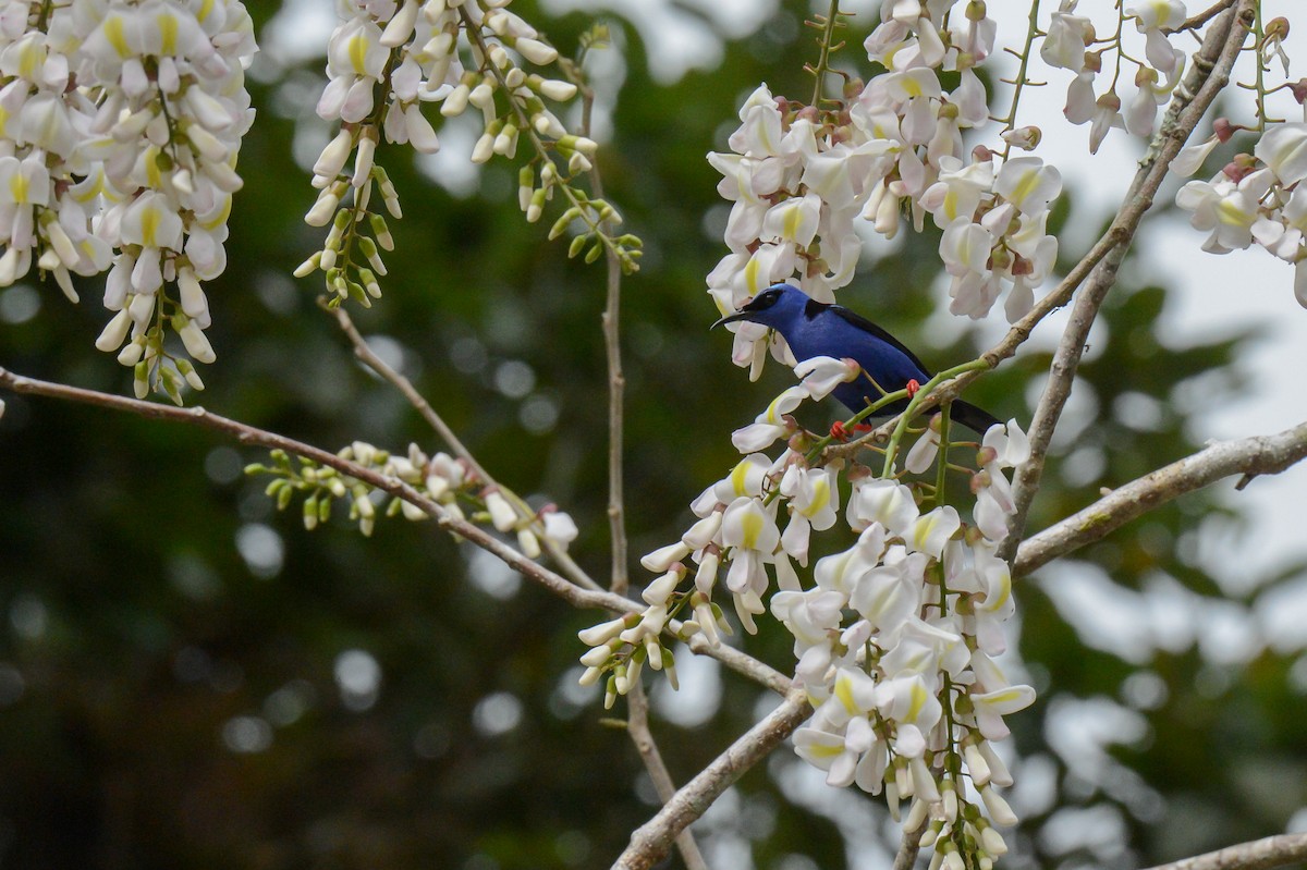 Red-legged Honeycreeper - ML152243101