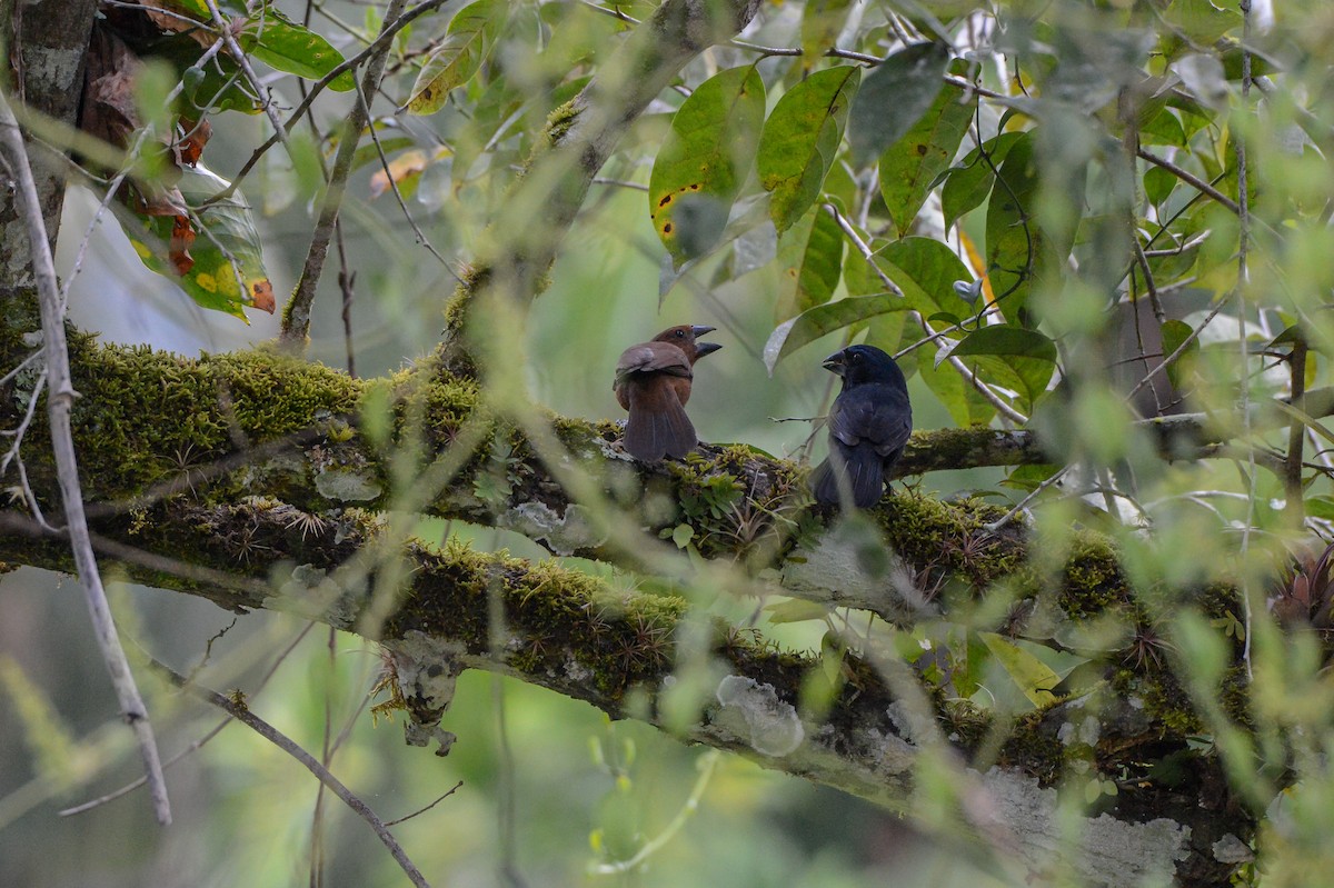 Blue-black Grosbeak - ML152243171