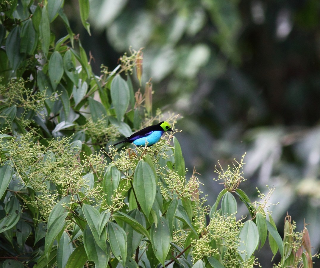 Paradise Tanager - Sue Oertli