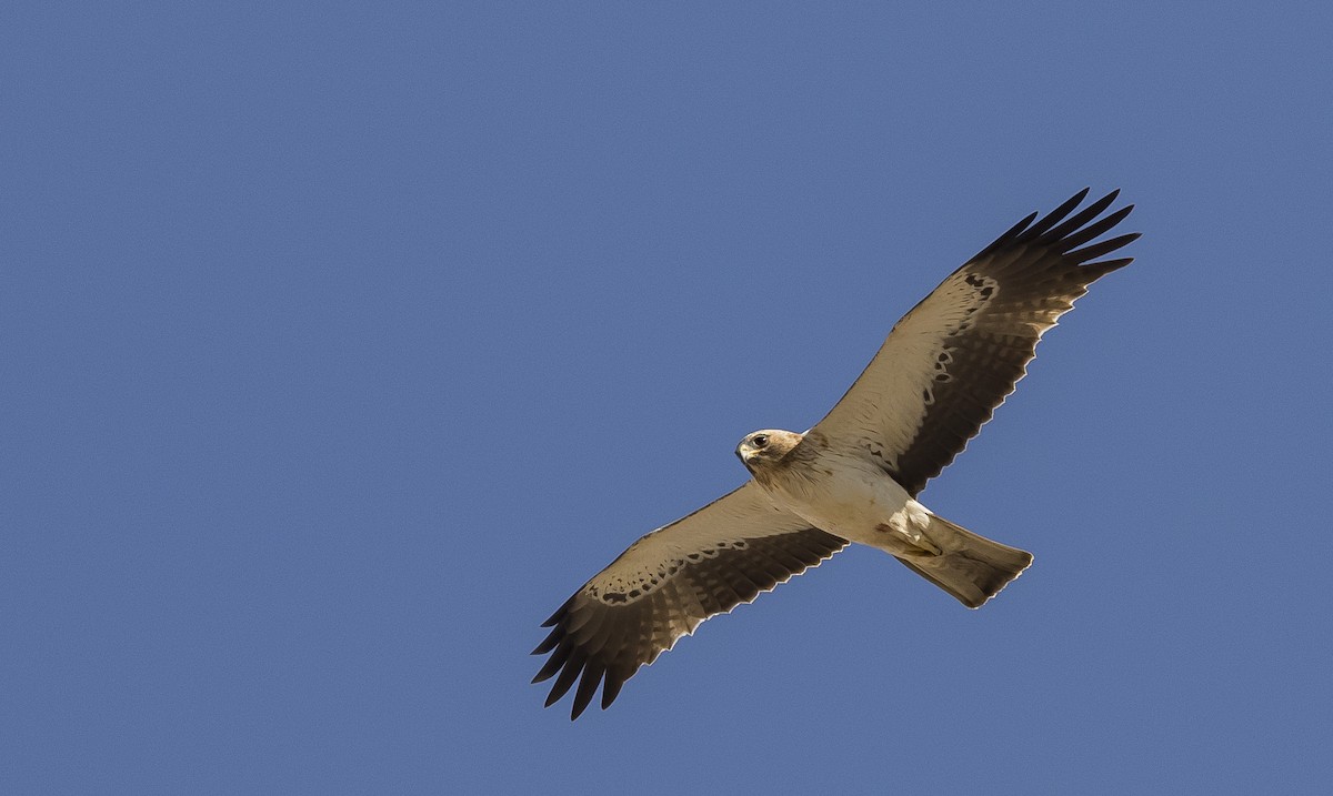 Booted Eagle - Caleb Putnam