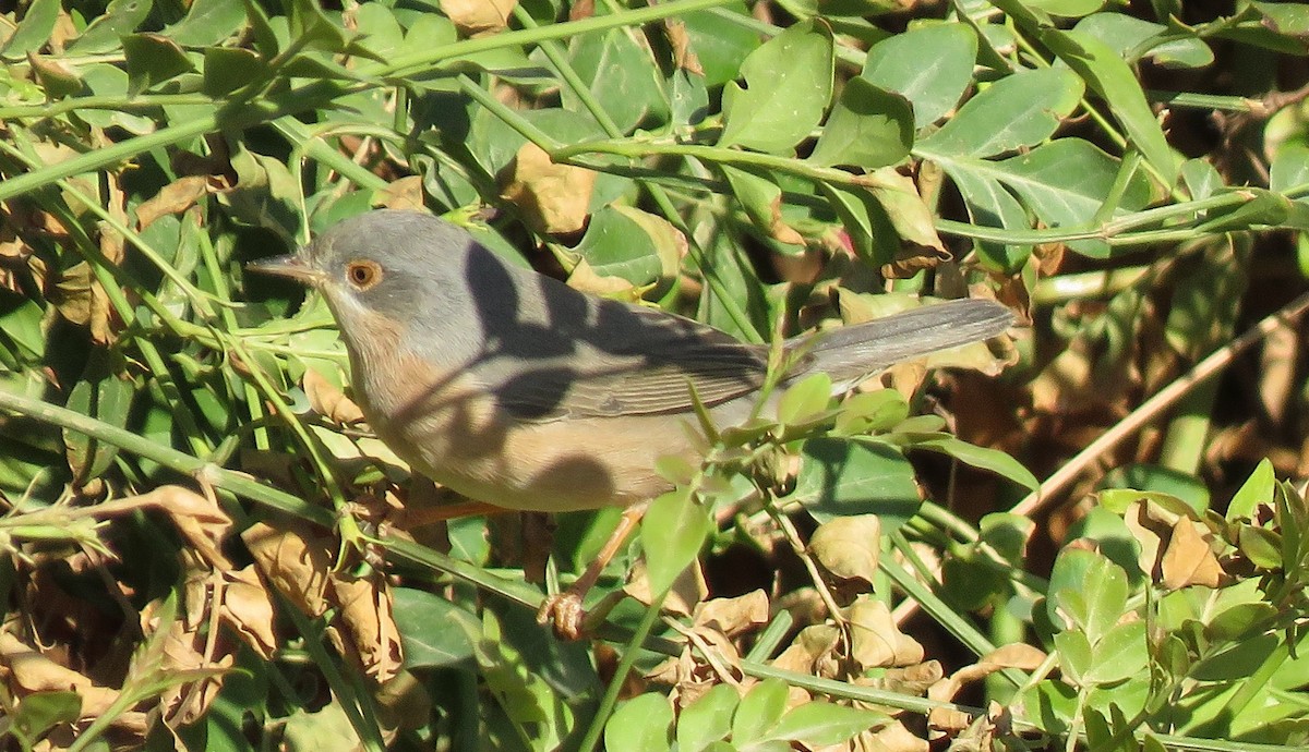 Western/Eastern Subalpine Warbler - ML152243871