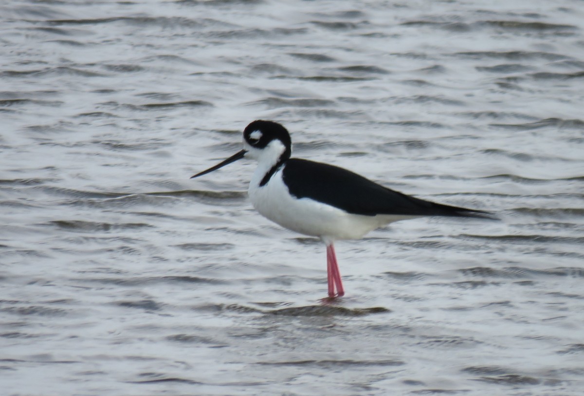 Black-necked Stilt - ML152244441