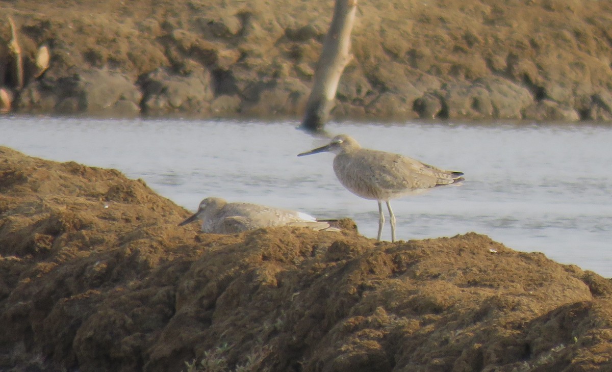 Willet - ML152244491