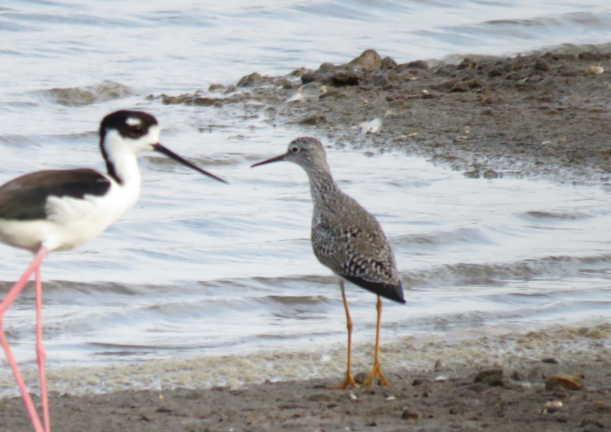 Lesser Yellowlegs - ML152244591