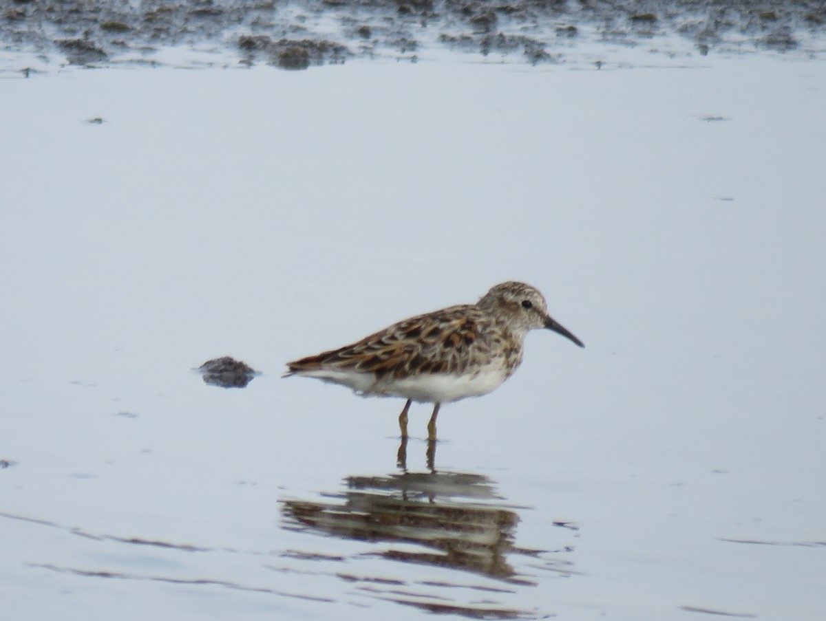 Least Sandpiper - ML152244681