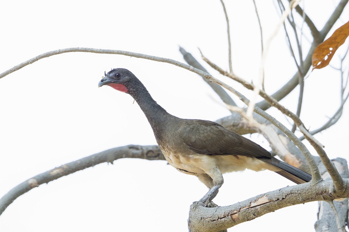 Chachalaca Ventriblanca - ML152245921