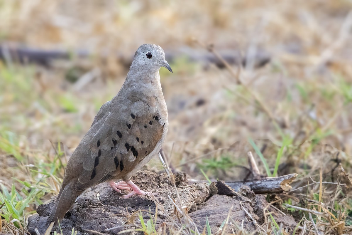 Ruddy Ground Dove - ML152246011