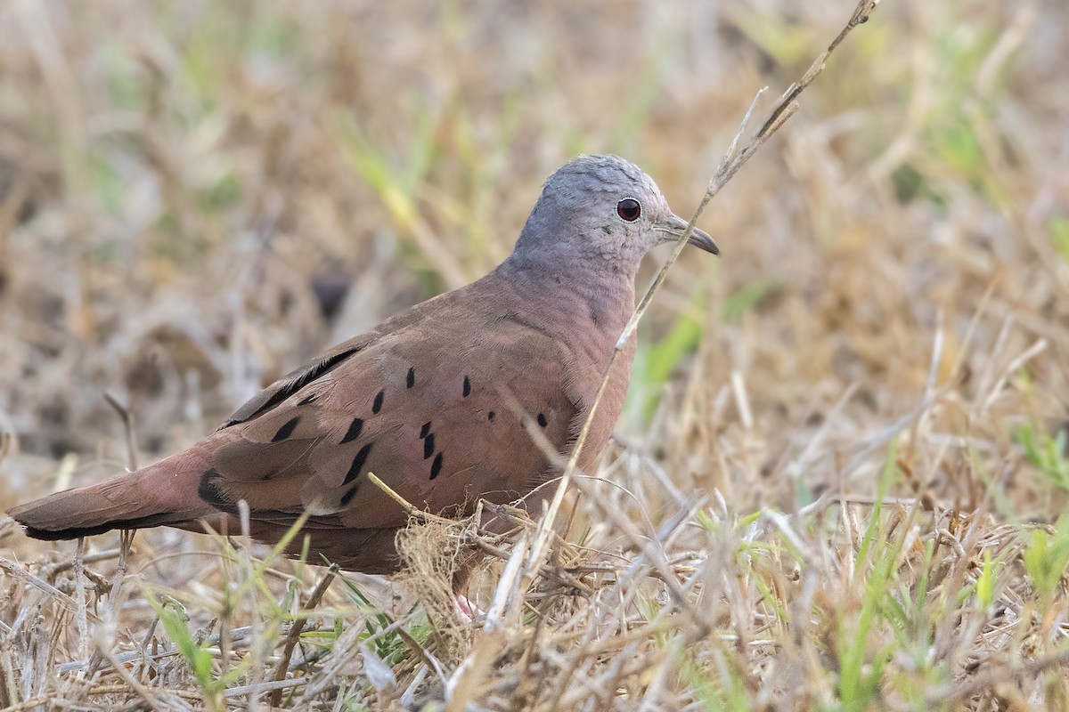 Ruddy Ground Dove - ML152246021