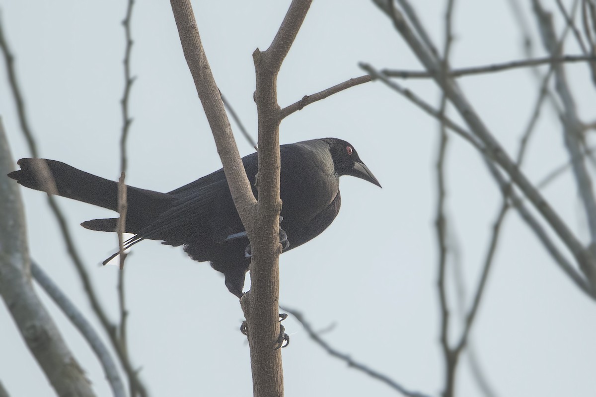 Giant Cowbird - ML152246521