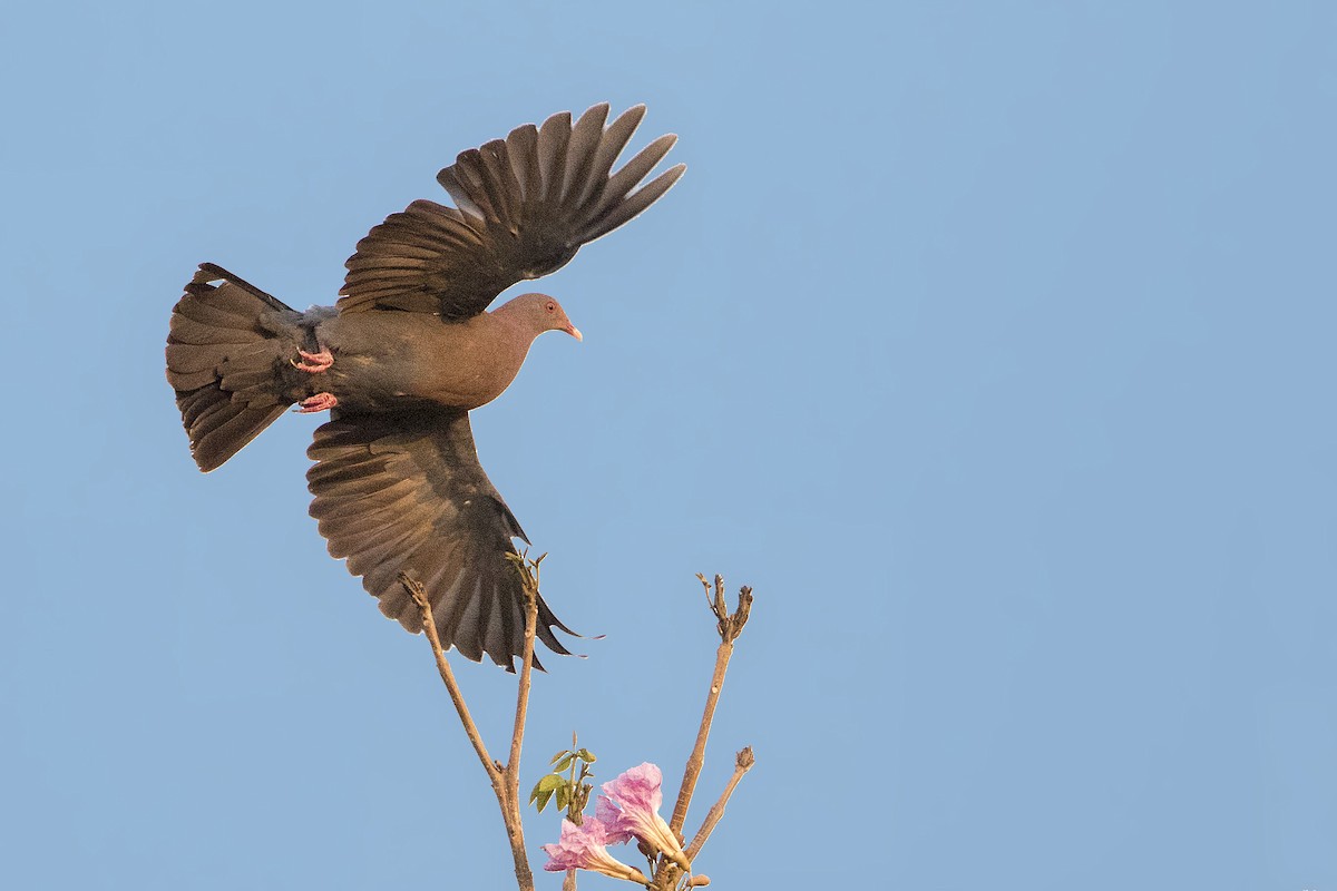 Red-billed Pigeon - ML152246711